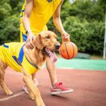 Jumball Training and Durable Dog Ball | 50% OFF + Free Shipping | Tough Chew Toy for Active Dogs | Interactive, Safe & Shipped Fast from USA