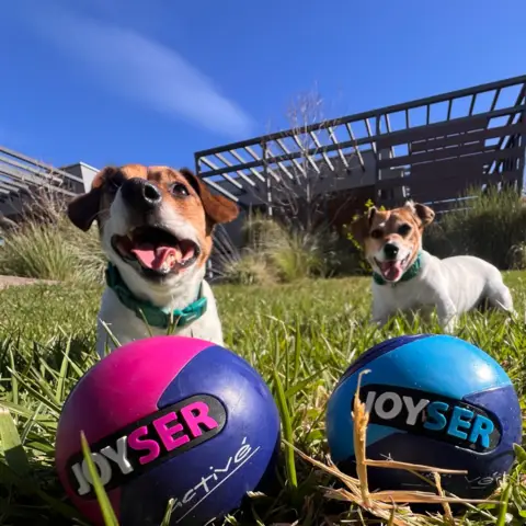 Resistant Chewing Dog Ball