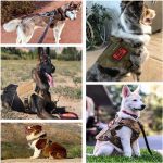 Luxury Durable Dog Harness with Leash Set