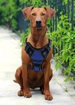 Tactical Service Dog Harness Kit